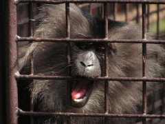 Mišmaš - ZOO Lešná