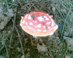 Šedé myšky na houbách